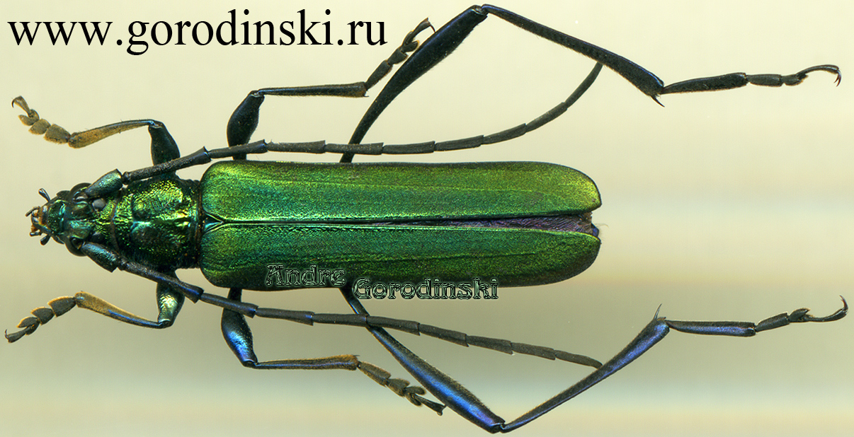 http://www.gorodinski.ru/cerambyx/Chloridolum sp..jpg